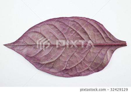 Red leaf of Red Ivy or Red flame ivy  32429129