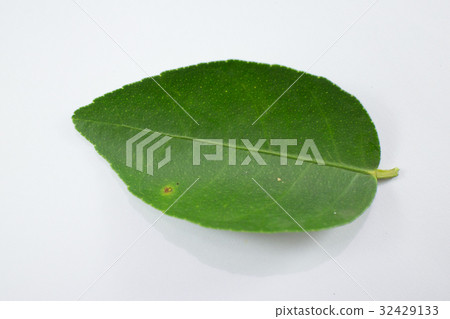 green leaf isolated on white background green leaf isolated on white background 32429133