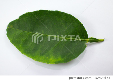green leaf isolated on white background green leaf isolated on white background 32429134