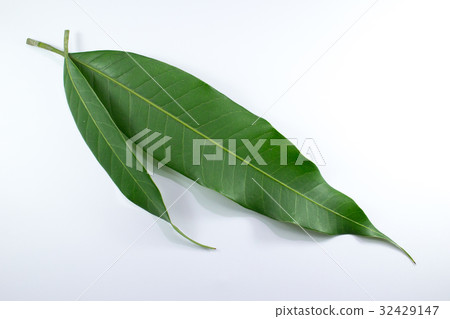 Close up leaf of mango tree isolated 32429147