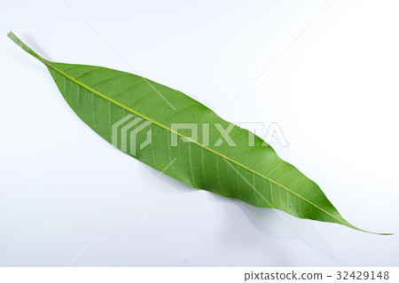 Close up leaf of mango tree isolated 32429148