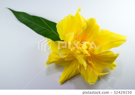 Close up of Yellow  Hibiscus rosa Flower isolated 32429150