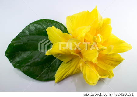 Close up of Yellow Hibiscus rosa Flower isolated Close up of Yellow Hibiscus rosa Flower isolated 32429151