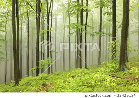 Beech trees surrounded by fog on a spring morning Beech trees surrounded by fog on a spring morning 32429154