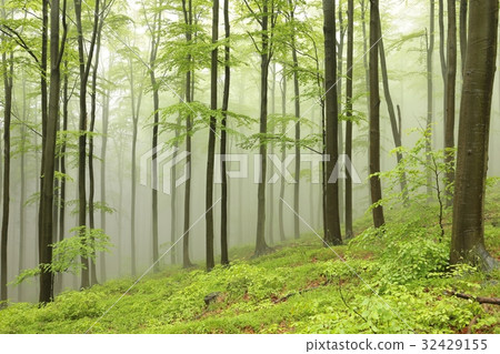 Beech trees surrounded by fog on a spring morning Beech trees surrounded by fog on a spring morning 32429155