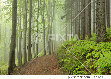 Path through misty spring forest 32429190