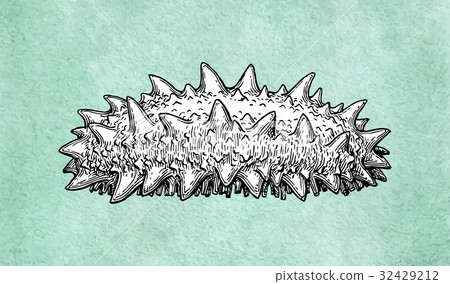 Trepang ink sketch. 32429212