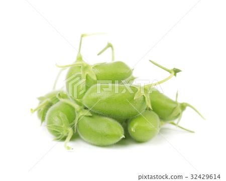 Green chickpea on a branch, and in the pod 32429614
