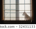 Beagle silhouette against the window. 32431133