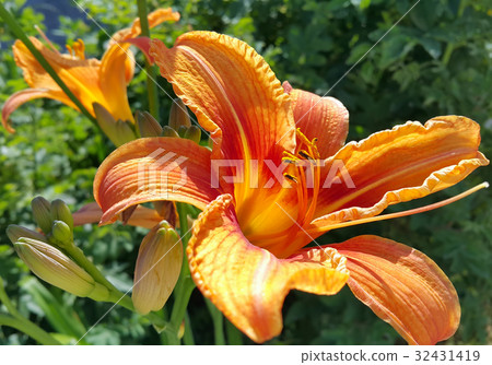 Beautiful bright lily on a sunny day 32431419