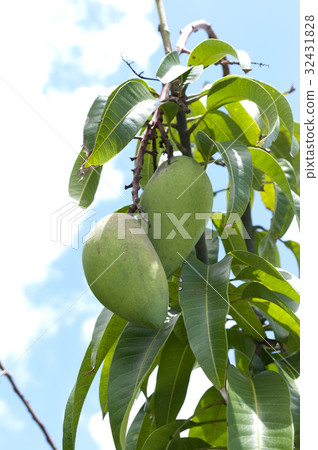 Kinko Mango (Golden Mango) 32431828