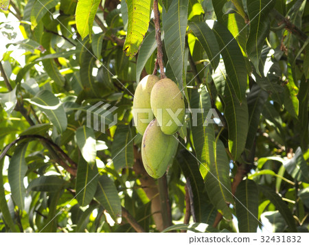 Kinko Mango (Golden Mango) 32431832