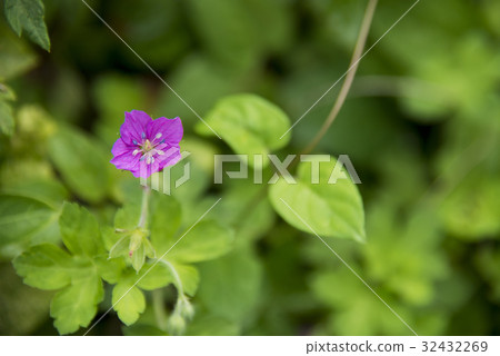 Flowers of safflower gensenosynthesis 32432269