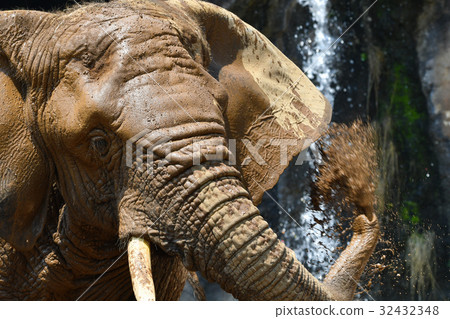 [Animal] African elephant up (6) 32432348