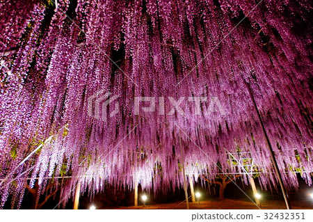 Fuji flower / Fuji flower Night view · Light up May, 2017 (Ashikaga City, Tochigi prefecture) 32432351