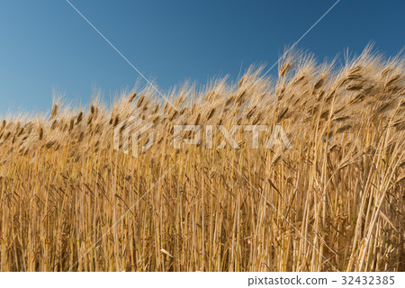 麥田 麥田 32432385