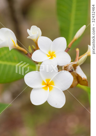 雞蛋花 雞蛋花 32432464