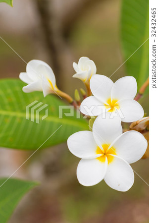 Plumeria 32432465