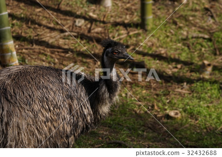 Emu 13 Emu 13 32432688