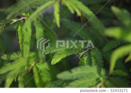 Kawaratetsu沒有葉子 32433271