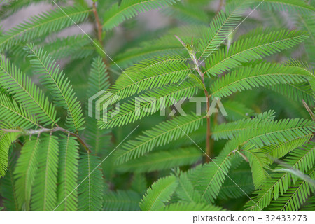 Kawaratetsu no leaves 32433273