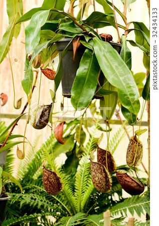 nepenthes ampullaria 32434133