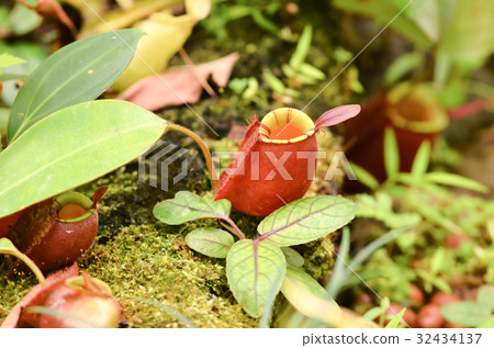 nepenthes ampullaria 32434137