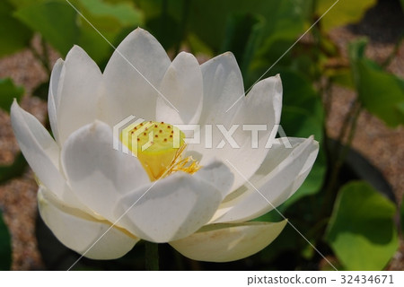 White Lotus Flower White Lotus Flower 32434671