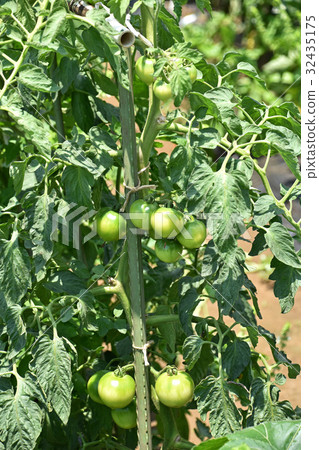 Tomato field of home garden 32435175