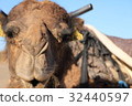 camel 32440597