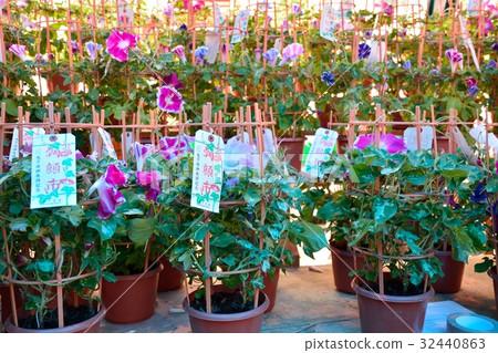 Iriya Morning Glory Festival Iriya Morning Glory Festival 32440863