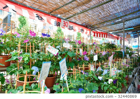 Iriya牽牛花節 32440869