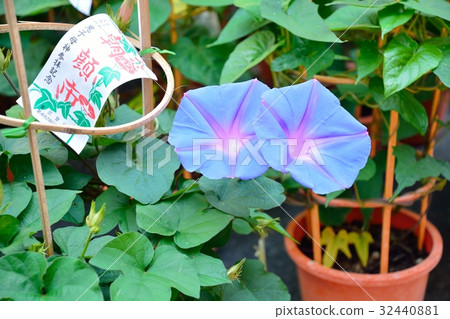 Iriya牽牛花節 Iriya牽牛花節 32440881