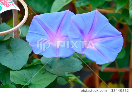 Iriya牽牛花節 32440882