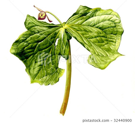 Enrique soup 32440900