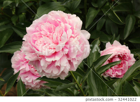 Peony of a botanical garden that greeted its best birthday (1) 32441022