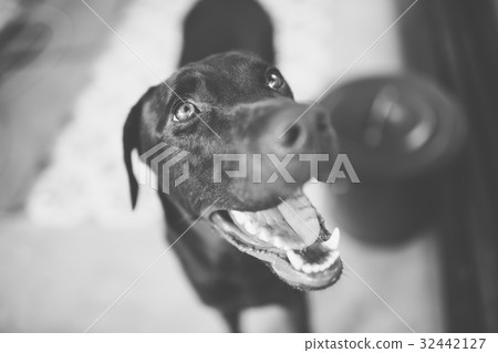 Smile dog labrador Smile dog labrador 32442127