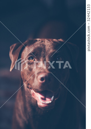 labrador retriever labrador retriever 32442133