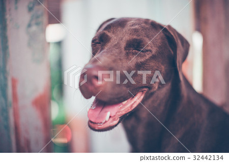 Smile dog labrador Smile dog labrador 32442134