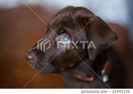 Cute puppy Chocolate labrador Green eye Cute puppy Chocolate labrador Green eye 32442136