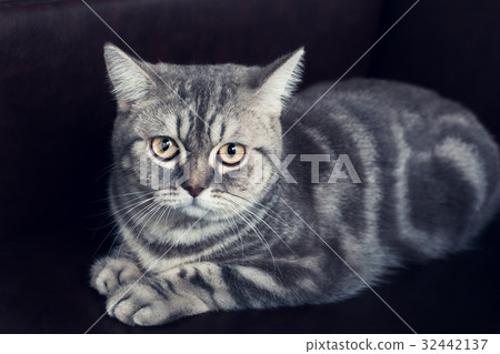 Beautiful British shorthair grey cat on sofa bed Beautiful British shorthair grey cat on sofa bed 32442137
