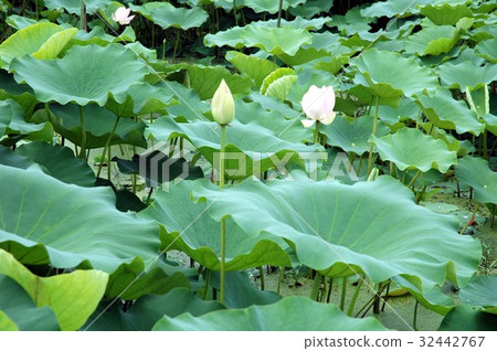 Lotus flower  32442767