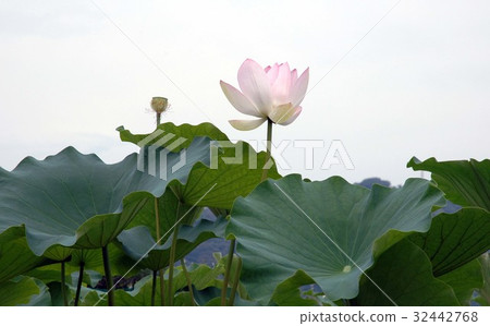 Lotus flower  32442768