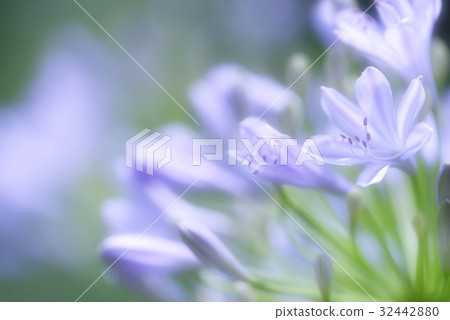 淡紫色的百子蓮 32442880