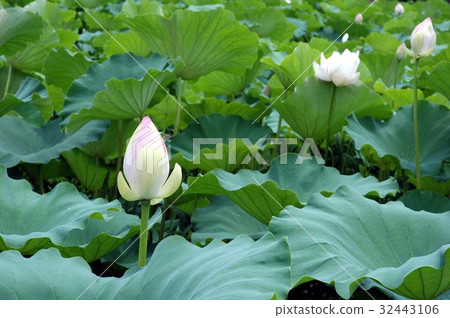 蓮花 蓮花 32443106