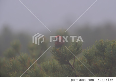 通行證的Ginzan Machico 32443136