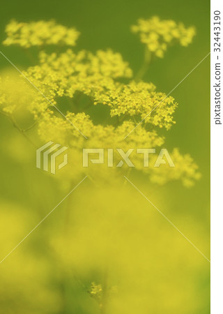 Elegant maiden flower 32443190