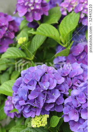 hydrangea   32443210
