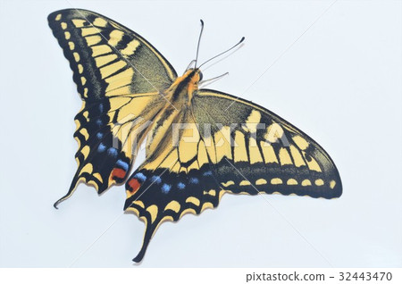 Bearded Beautiful Feathers White Background 32443470