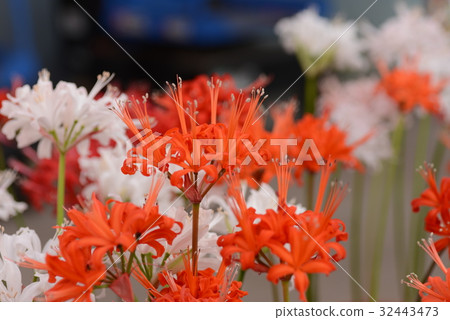 Nerine flowers Nerine flowers 32443473